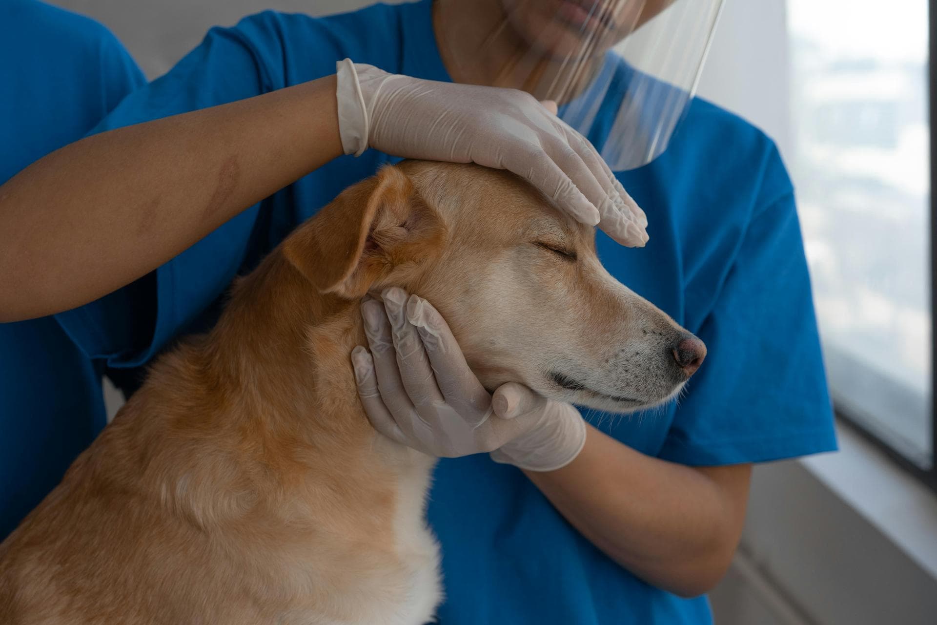Emergency vets in Conestoga